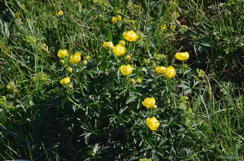 Trollius europaeus am Gartenteich pflegen (Einrichtungsbeispiele mit Europäische Trollblume) Trollius europaeus am Gartenteich pflegen (Einrichtungsbeispiele mit Europäische Trollblume)