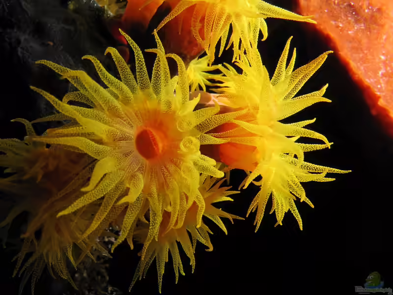 Tubastraea coccinea im Aquarium halten (Einrichtungsbeispiele für Gelbe Kelchkoralle) Tubastraea coccinea im Aquarium halten (Einrichtungsbeispiele für Gelbe Kelchkoralle)