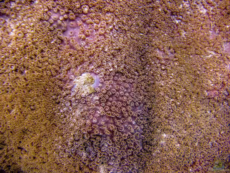 Turbinaria irregularis im Aquarium halten (Einrichtungsbeispiele für Grosspolypige Steinkoralle) Turbinaria irregularis im Aquarium halten (Einrichtungsbeispiele für Grosspolypige Steinkoralle)