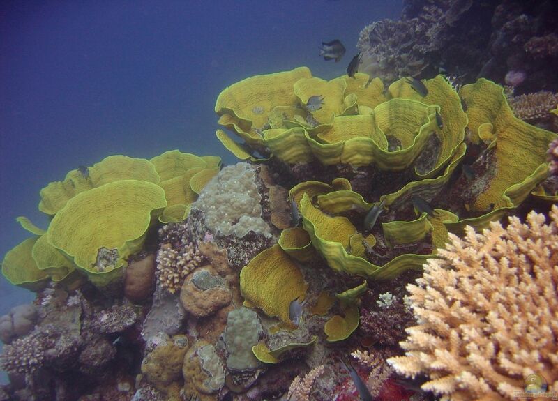 Turbinaria mesenterina im Aquarium halten (Einrichtungsbeispiele für Grosspolypige Steinkoralle)