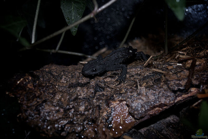 Tylototriton asperrimus im Aquarium halten (Einrichtungsbeispiele für Zieglers Krokodilmolch) Tylototriton asperrimus im Aquarium halten (Einrichtungsbeispiele für Zieglers Krokodilmolch)