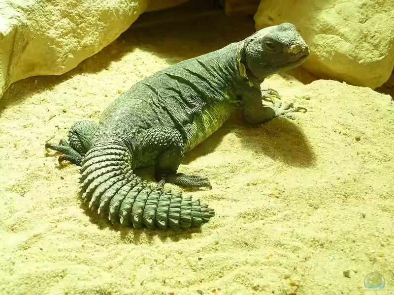Uromastyx acanthinura im Terrarium halten (Einrichtungsbeispiele für Nordafrikanische Dornschwanzagame) Uromastyx acanthinura im Terrarium halten (Einrichtungsbeispiele für Nordafrikanische Dornschwanzagame)