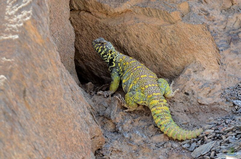 Uromastyx ornata im Terrarium halten (Einrichtungsbeispiele mit Dornschwanzagamen) Uromastyx ornata im Terrarium halten (Einrichtungsbeispiele mit Dornschwanzagamen)