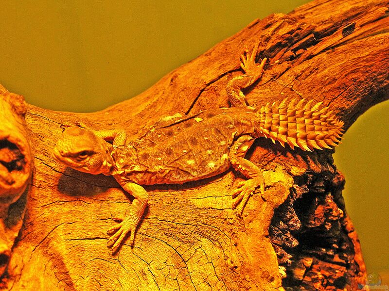 Uromastyx princeps im Terrarium pflanzen (Einrichtungsbeispiele mit Somalische Dornschwanzagame) Uromastyx princeps im Terrarium pflanzen (Einrichtungsbeispiele mit Somalische Dornschwanzagame)