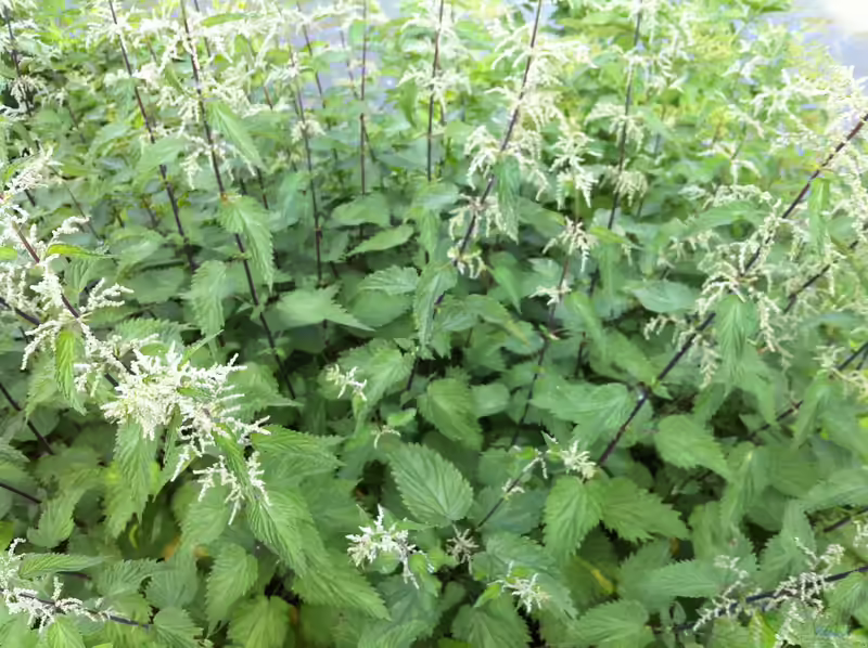 Urtica dioica am Gartenteich (Einrichtungsbeispiele mit Große Brennnessel) Urtica dioica am Gartenteich (Einrichtungsbeispiele mit Große Brennnessel)