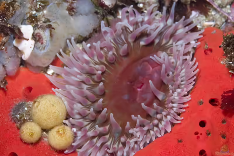 Urticina coriacea im Aquarium halten (Einrichtungsbeispiele für Seedahlie)