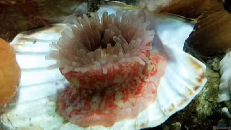 Urticina felina im Aquarium halten (Einrichtungsbeispiele für Braune Seedahlie) Urticina felina im Aquarium halten (Einrichtungsbeispiele für Braune Seedahlie)