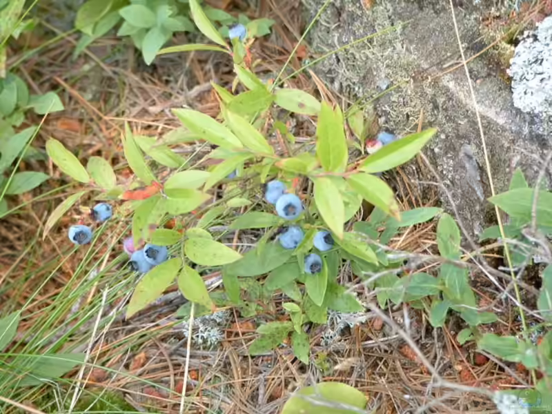 Vaccinium angustifolium im Garten pflanzen (Einrichtungsbeispiele mit Niedrige Blaubeere) Vaccinium angustifolium im Garten pflanzen (Einrichtungsbeispiele mit Niedrige Blaubeere)