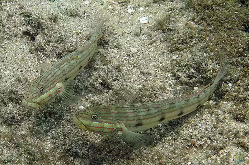Valenciennea longipinnis im Aquarium halten (Einrichtungsbeispiele für Langflossen-Schläfergrundel) Valenciennea longipinnis im Aquarium halten (Einrichtungsbeispiele für Langflossen-Schläfergrundel)