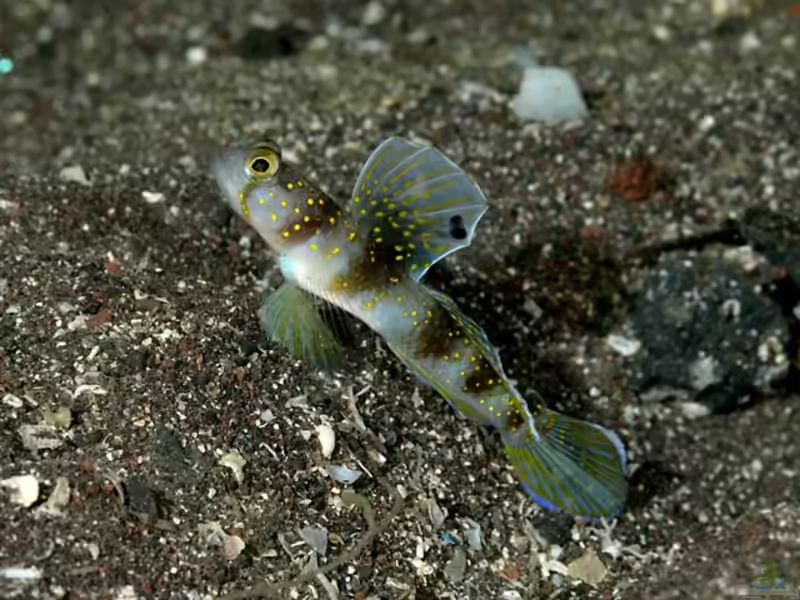 Vanderhorstia auropunctata im Aquarium halten (Einrichtungsbeispiele für Vanderhorstia auropunctata) Vanderhorstia auropunctata im Aquarium halten (Einrichtungsbeispiele für Vanderhorstia auropunctata)