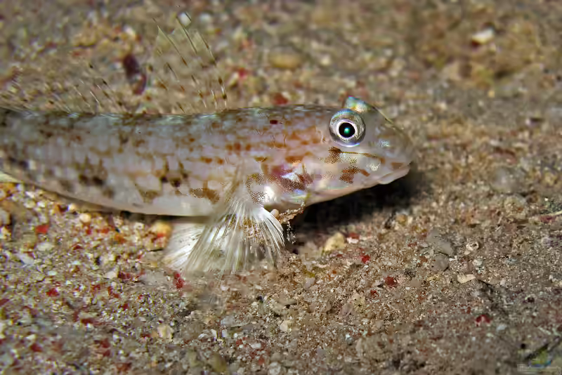 Vanderhorstia ornatissima im Aquarium halten (Einrichtungsbeispiele für Vanderhorstia ornatissima) Vanderhorstia ornatissima im Aquarium halten (Einrichtungsbeispiele für Vanderhorstia ornatissima)