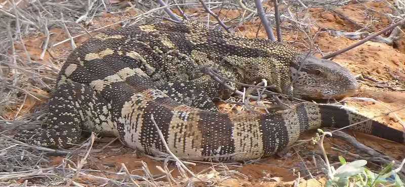Varanus albigularis im Terrarium halten (Einrichtungsbeispiele für Schwarzkehlwaran)