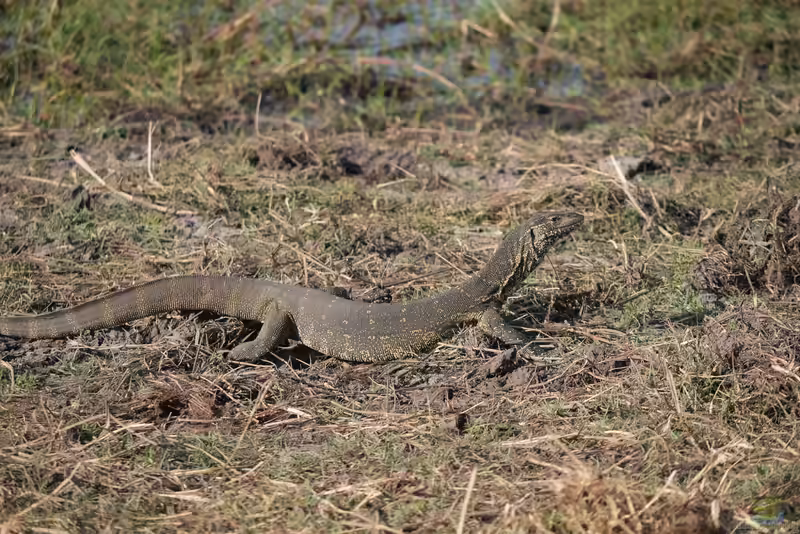 Varanus niloticus im Terrarium halten (Einrichtungsbeispiele mit Nilwaran) Varanus niloticus im Terrarium halten (Einrichtungsbeispiele mit Nilwaran)