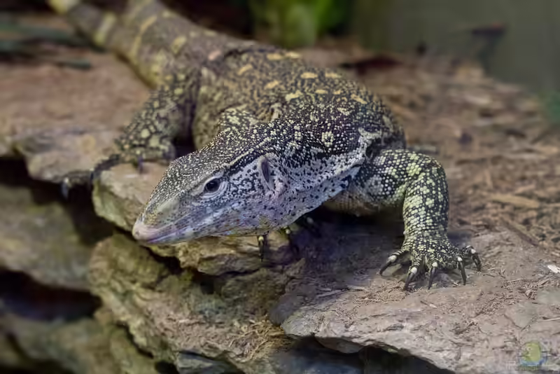 Varanus ornatus im Terrarium halten (Einrichtungsbeispiele mit Regenwald-Nilwaran) Varanus ornatus im Terrarium halten (Einrichtungsbeispiele mit Regenwald-Nilwaran)
