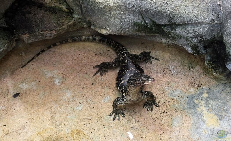 Varanus salvator im Terrarium halten (Einrichtungsbeispiele für Bindenwaran)