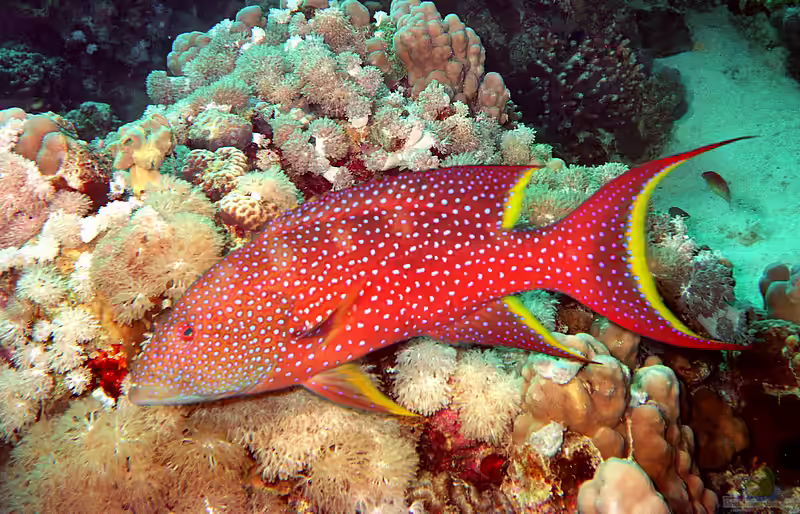 Variola louti im Aquarium halten (Einrichtungsbeispiele für Mondsichel-Juwelenbarsch) Variola louti im Aquarium halten (Einrichtungsbeispiele für Mondsichel-Juwelenbarsch)