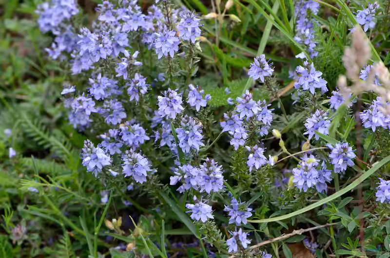 Veronica prostrata im Garten pflanzen (Einrichtungsbeispiele mit Niederliegender Ehrenpreis) Veronica prostrata im Garten pflanzen (Einrichtungsbeispiele mit Niederliegender Ehrenpreis)