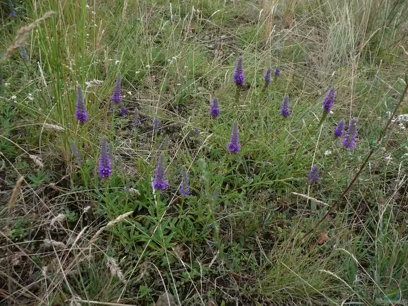 Veronica spicata im Garten pflanzen (Einrichtungsbeispiele mit Ähriger Ehrenpreis) Veronica spicata im Garten pflanzen (Einrichtungsbeispiele mit Ähriger Ehrenpreis)
