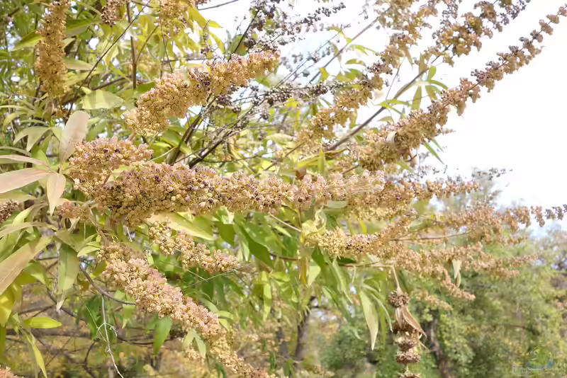 Vitex agnus-castus am Gartenteich (Einrichtungsbeispiele mit Mönchspfeffer)