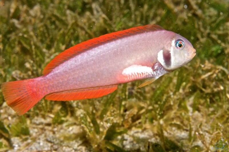 Xyrichtys martinicensis im Aquarium halten (Einrichtungsbeispiele für Roter Messerlippfisch)