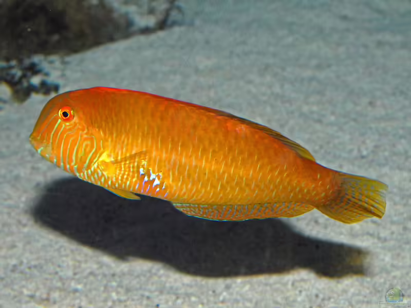 Xyrichtys novacula im Aquarium halten (Einrichtungsbeispiele für Mittelmeer-Schermesserfisch) Xyrichtys novacula im Aquarium halten (Einrichtungsbeispiele für Mittelmeer-Schermesserfisch)