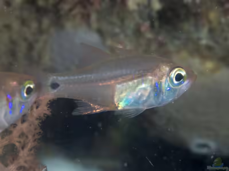 Zoramia viridiventer im Aquarium halten (Einrichtungsbeispiele für Fragiler Kardinalbarsch) Zoramia viridiventer im Aquarium halten (Einrichtungsbeispiele für Fragiler Kardinalbarsch)