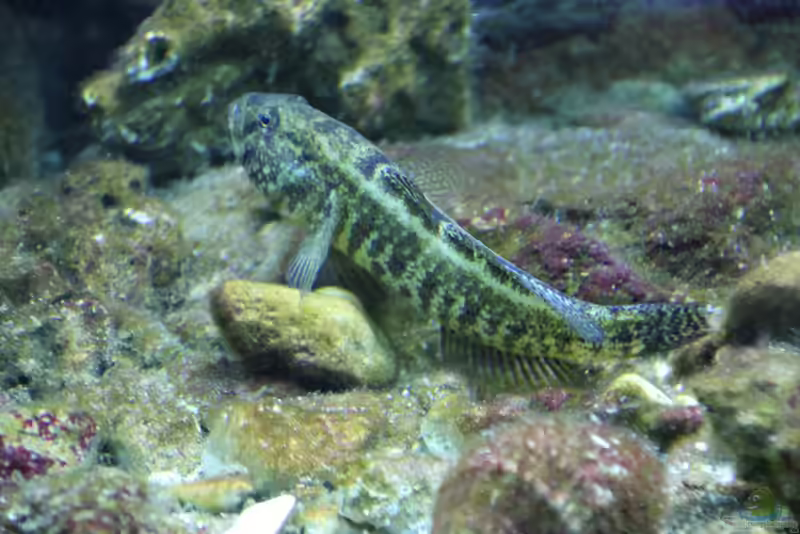 Zosterisessor ophiocephalus im Aquarium halten (Einrichtungsbeispiele für Schlangenkopfgrundel) Zosterisessor ophiocephalus im Aquarium halten (Einrichtungsbeispiele für Schlangenkopfgrundel)
