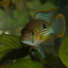 Userbild von Cichlid Power