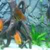 Userbild von Diego386