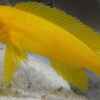 Userbild von fisch