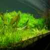 Userbild von into the green