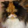 Userbild von LISA