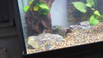 Video Pelvicachromis sacrimontis RED  von Helga Kury (HrsAIxeV73U)