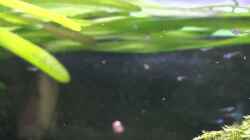 Video Pseudomugil furcatus von -Der Österreicher- (-99LC1athTE)