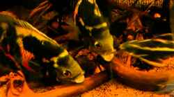 Video Astronotus sp. "Bahia Red" - Trouble in Paradies von GGuardiaNN (-NsaVsIgAm8)
