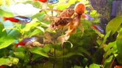 Video Aquarium 60 Liter Fütterung von Noreia (-REkmBk22qI)