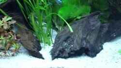 Video 250Liter Corydoras Becken neueingerichtet von Nico (-owpOoqtAVk)