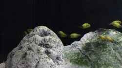 Video Tropheus kiriza yellow von Tom (0IfL9q8pitc)