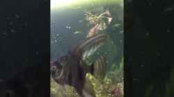 Video Villavicenciozwergbuntbarsch weiblich von parrots-of-fire.de (0J2Msrwzg24)