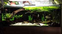 Video Geophagus Proximus and Redhead von NRW (0x_a0KEuUkk)