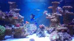 Video BlueReef von ~Elena~ (1HFOa1EYA6I)