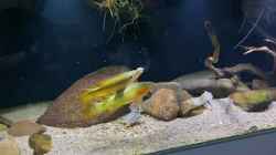 Video Crenicichla Zebrina Fütterung von Thomas S-H (1iQKNQsS3d8)