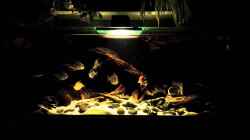 Video Argenteus, Geopgagus and Apteronotus albifrons von NRW (4jfJnyUsRnc)
