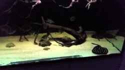 Video Amazonas-Freak  von Bernd N. (5nATf9aV-xE)