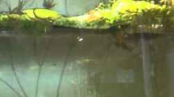 Video Asienbecken von m.k.b.1983 (626yIEAOYww)