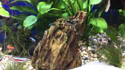 Video Garra Flavatra von .Andreas. (7-M_lai3d2A)