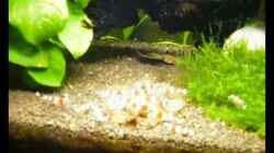Video Red Bees Becken von Kim (7UiEvt_lNb0)