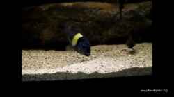 Video Tanganyika 720 CZ von martin4ever (7ZdFxI4FxNo)
