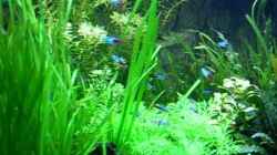Video 250Liter Corydoras Becken von Nico (885N4oAxLF8)