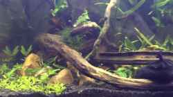 Video Artenaquarium für Channa spec. "Red Fin" von Harald Kästner (93Te4gGSLoc)